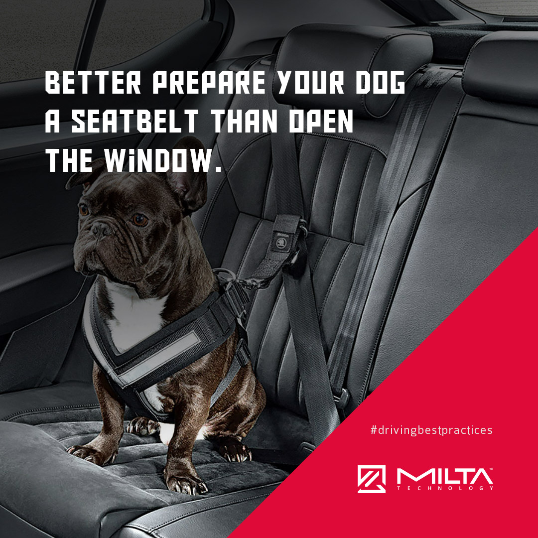 Better prepare your dog a seatbelt than open the window MILTA Technology