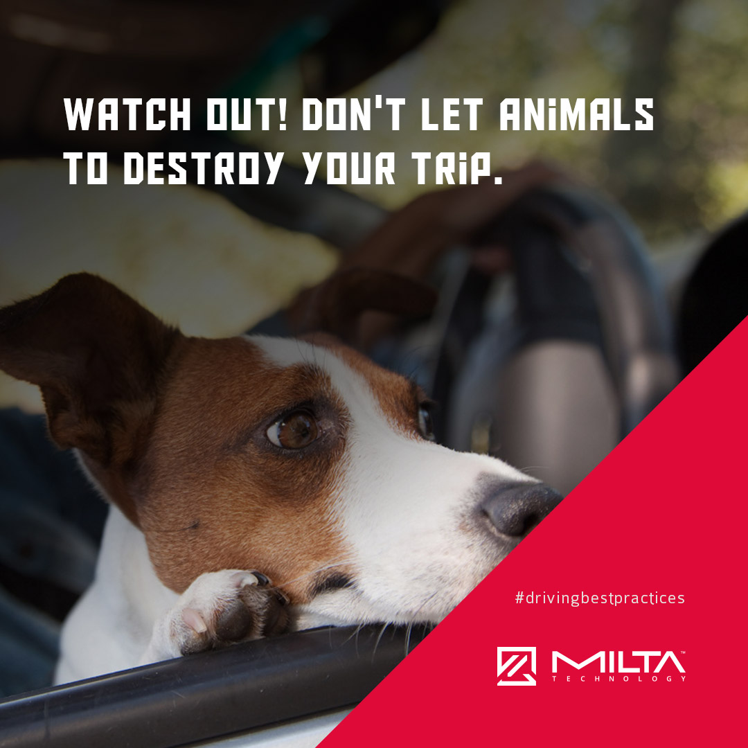 Watch out! Don't let animals to destroy your trip MILTA Technology